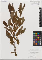 Foto von Salix caprea L. x Salix silesiaca Willd.